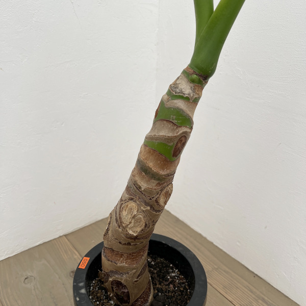 園芸ネット本店｜アロカシア：オドラ（クワズイモ） 7号鉢植え の通販