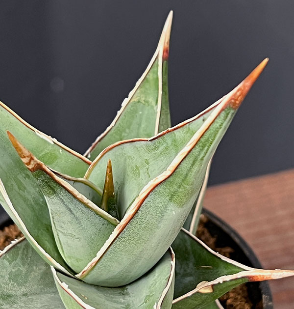 [ザ・ファームセレクト]サンスベリア：ピンギキュラ　2.5号鉢植え
