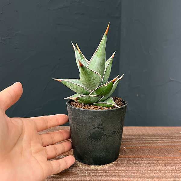 [ザ・ファームセレクト]サンスベリア：ピンギキュラ　2.5号鉢植え
