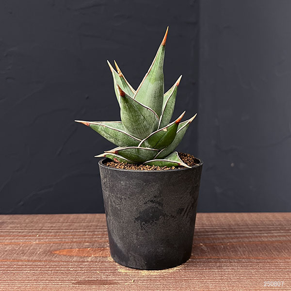 [ザ・ファームセレクト]サンスベリア：ピンギキュラ　2.5号鉢植え