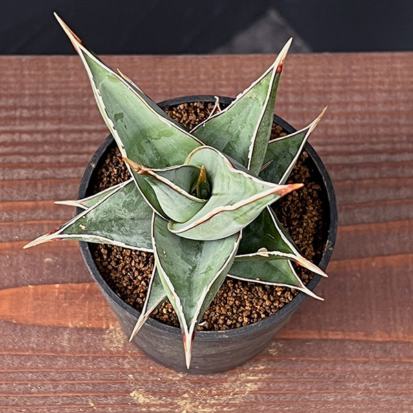 [ザ・ファームセレクト]サンスベリア：ピンギキュラ　2.5号鉢植え