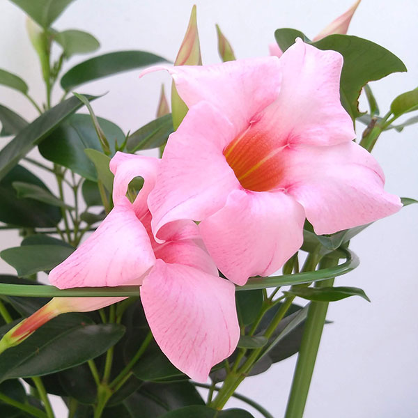 マンデビラ:サンパラソル ミルキーピンク5号鉢植え
