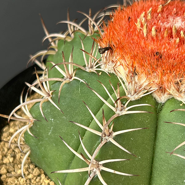 サボテン:メロカクタス マタンザヌス 4号鉢植え