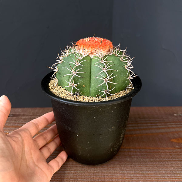 サボテン:メロカクタス マタンザヌス 4号鉢植え