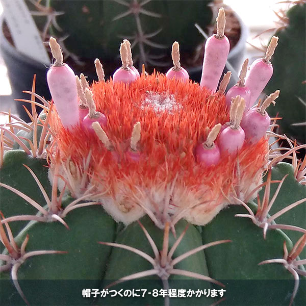 サボテン:メロカクタス マタンザヌス 4号鉢植え