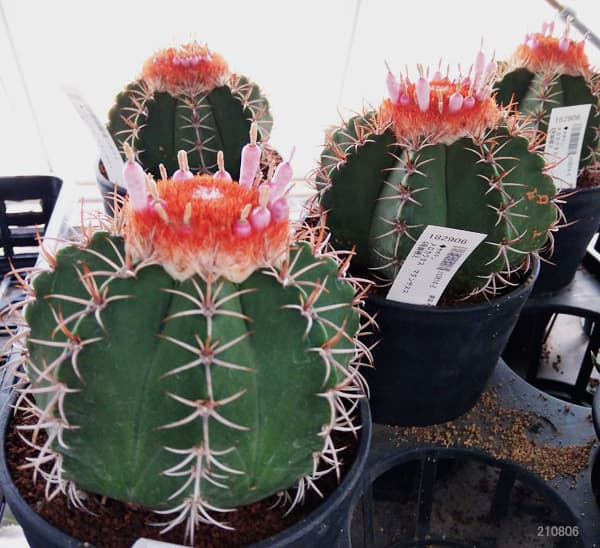 サボテン:メロカクタス マタンザヌス 4号鉢植え