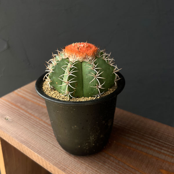サボテン:メロカクタス マタンザヌス 4号鉢植え