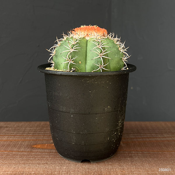 サボテン:メロカクタス マタンザヌス 4号鉢植え