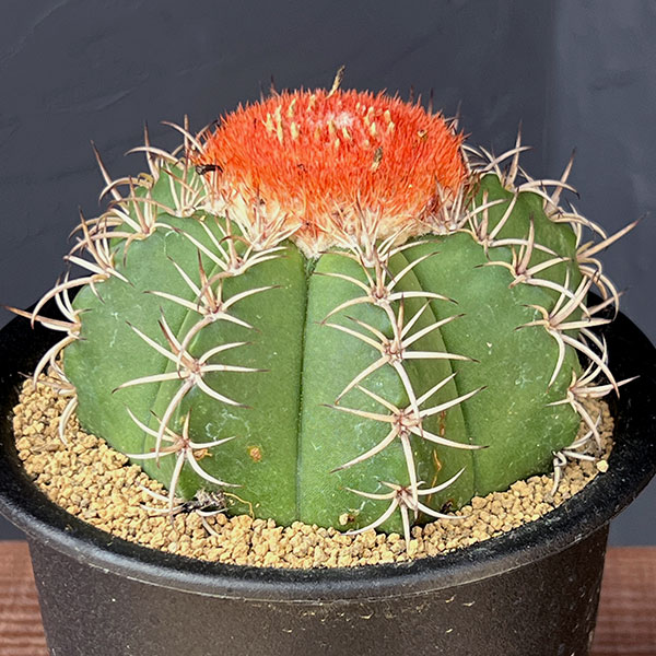 サボテン:メロカクタス マタンザヌス 4号鉢植え