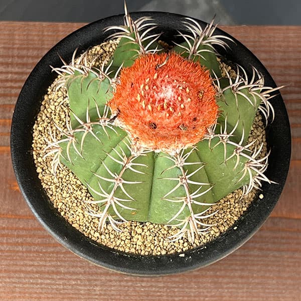 サボテン:メロカクタス マタンザヌス 4号鉢植え