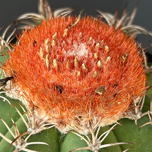サボテン:メロカクタス マタンザヌス 4号鉢植え