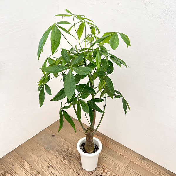 パキラ:グラブラ(実生株) 7号鉢植え*