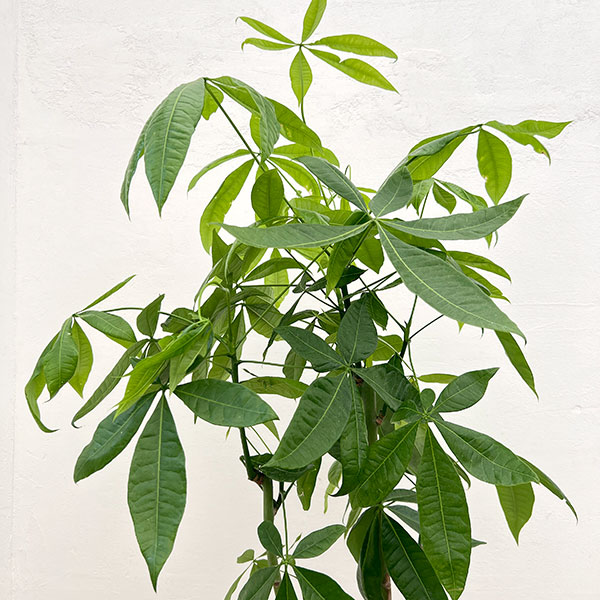 パキラ:グラブラ(実生株) 7号鉢植え*
