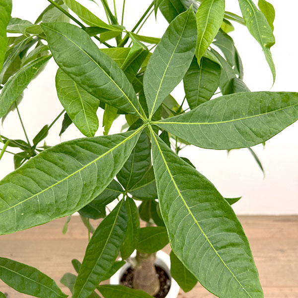 パキラ:グラブラ(実生株) 7号鉢植え*