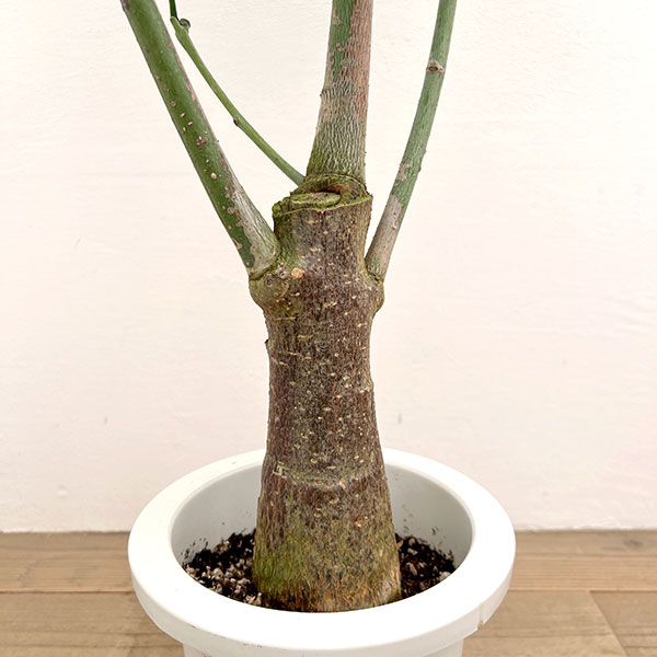 パキラ:グラブラ(実生株) 7号鉢植え*