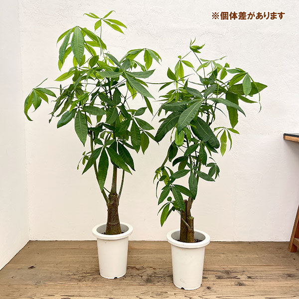 パキラ:グラブラ(実生株) 7号鉢植え*