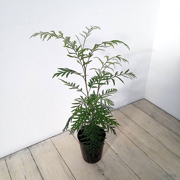 グレヴィレア：ロブスタ3.5号ポット