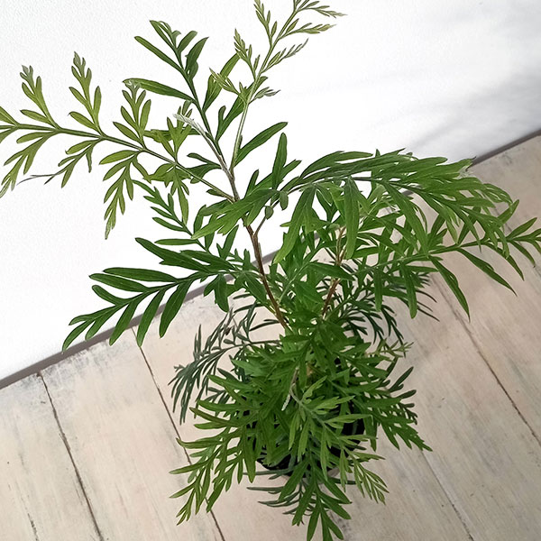 グレヴィレア：ロブスタ3.5号ポット