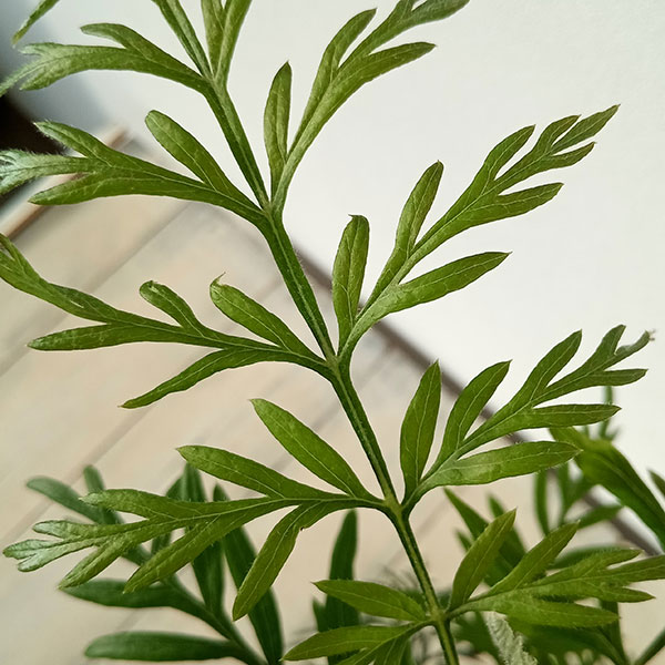 グレヴィレア：ロブスタ3.5号ポット