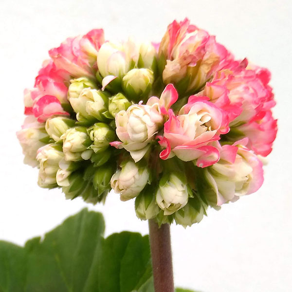 園芸ネット本店｜ゼラニウム（八重咲き）：キャンディーボール3.5号