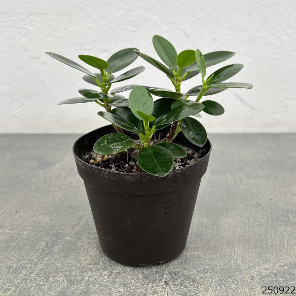 パンダガジュマル 3号硬質ポット