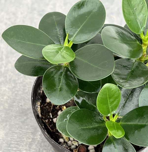 パンダガジュマル 3号硬質ポット