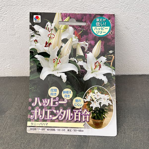 ユリ：ハッピーオリエンタルリリーサニーバハマ1球入り 2個セット