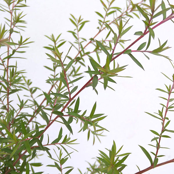 ティーツリー:マヌカ(白~薄桃一重花)4号ポット