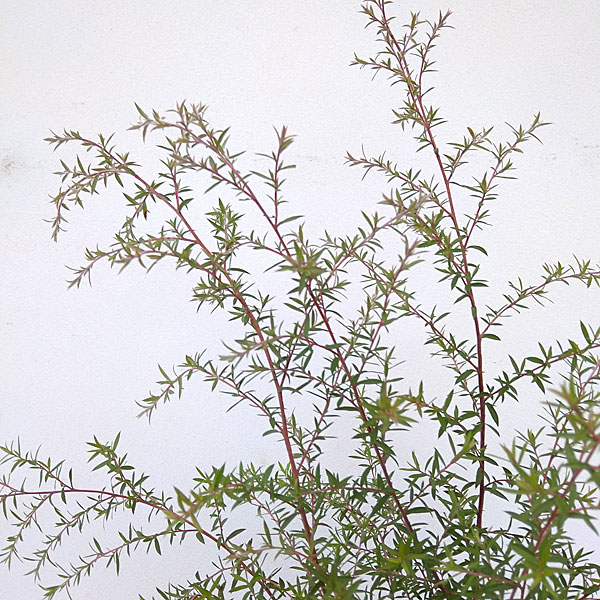 ティーツリー:マヌカ(白~薄桃一重花)4号ポット