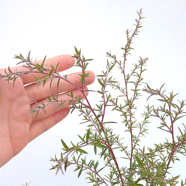 ティーツリー:マヌカ(白~薄桃一重花)4号ポット