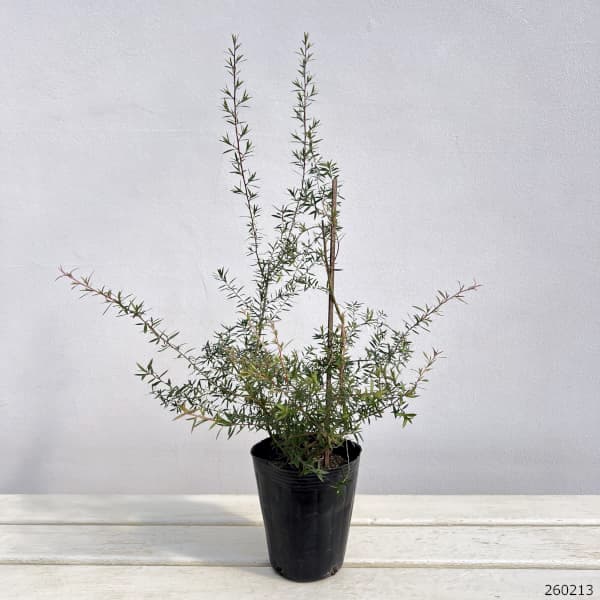 ティーツリー：マヌカ（白～薄桃一重花）4号ポット