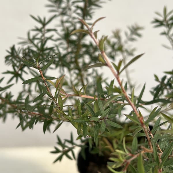 ティーツリー：マヌカ（白～薄桃一重花）4号ポット