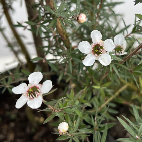 ティーツリー：マヌカ（白～薄桃一重花）4号ポット