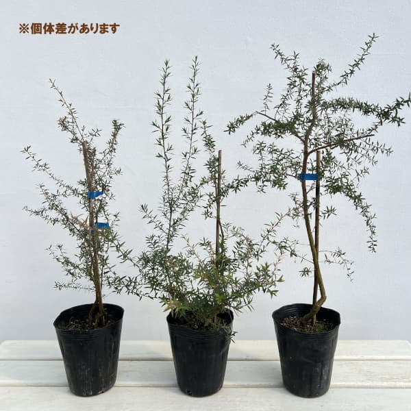 ティーツリー：マヌカ（白～薄桃一重花）4号ポット