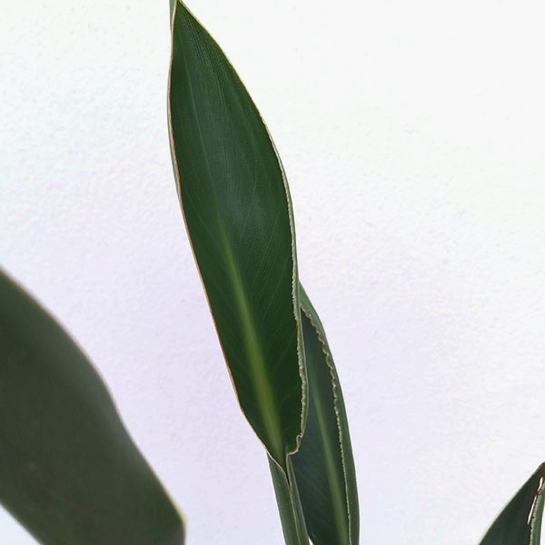 ストレリチア：ユンケア（根上仕立て） 5号ポット（ノンリーフ）