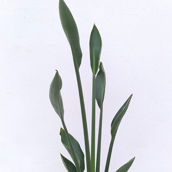 ストレリチア：ユンケア（根上仕立て） 5号ポット（ノンリーフ）