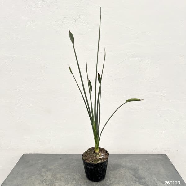 ストレリチア：ユンケア（根上仕立て） 5号ポット（ノンリーフ）