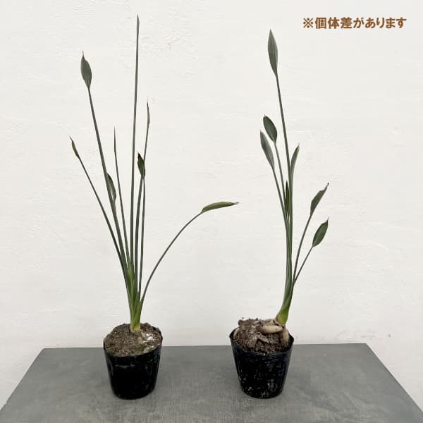 ストレリチア：ユンケア（根上仕立て） 5号ポット（ノンリーフ）