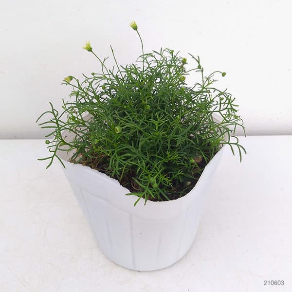 ブラキカム:ホワイティー3.5号ポット