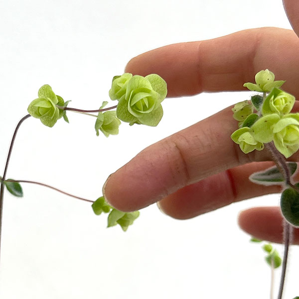 [サマーセール]花オレガノ：ディクタムナス3号ポット 2株セット