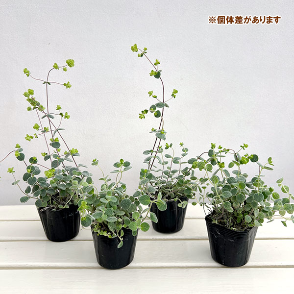 [サマーセール]花オレガノ：ディクタムナス3号ポット 2株セット