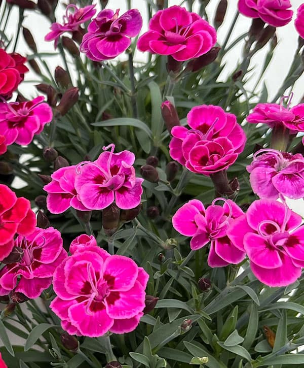 [26年3月中下旬予約]ダイアンサス：パープルウエディング3号ポット