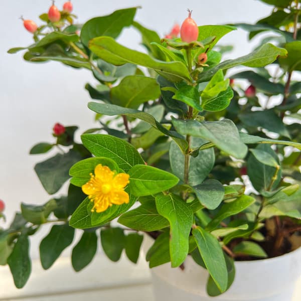 ヒペリカム：ジュエリールビー5号鉢植え