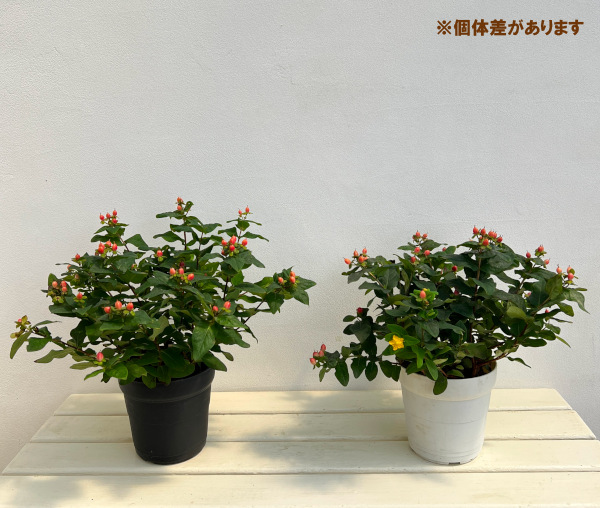 ヒペリカム：ジュエリールビー5号鉢植え