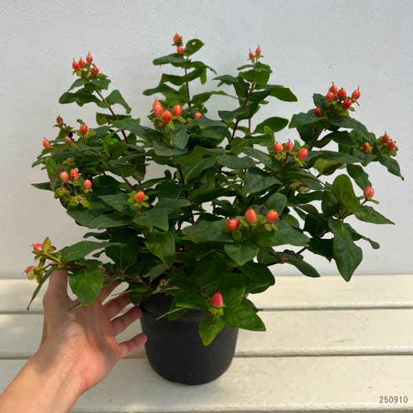 ヒペリカム：ジュエリールビー5号鉢植え