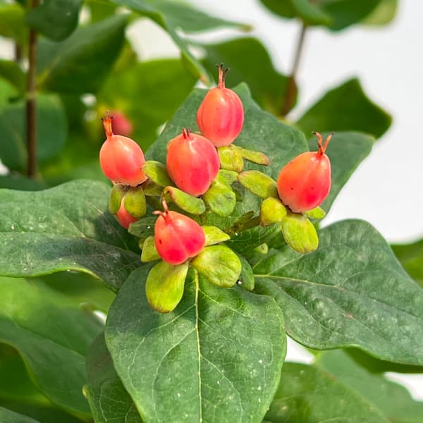 ヒペリカム：ジュエリールビー5号鉢植え