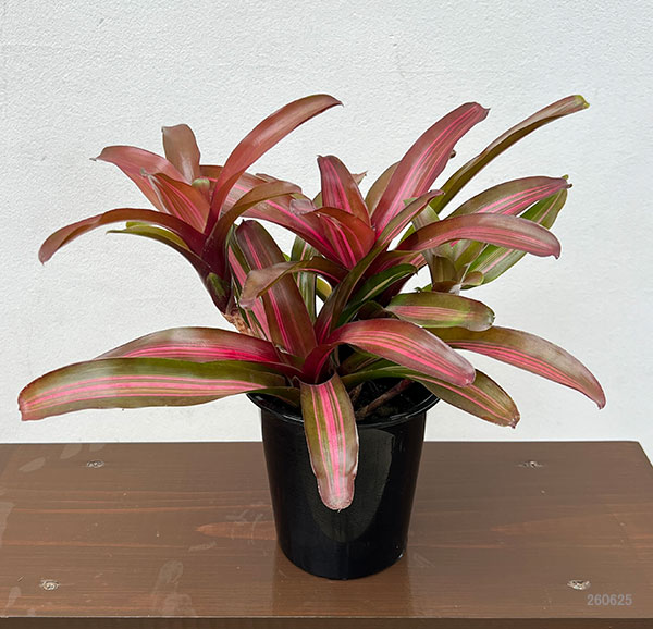 ネオレゲリア:リラ 4号鉢植え