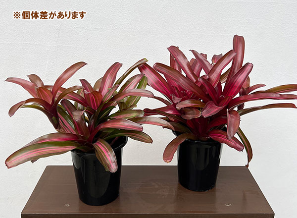 ネオレゲリア:リラ 4号鉢植え