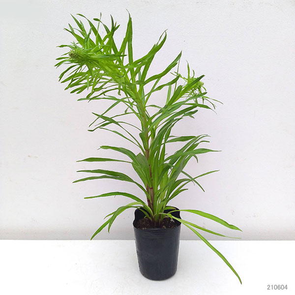 リアトリス：コボルト（紫花）3.5号ポット