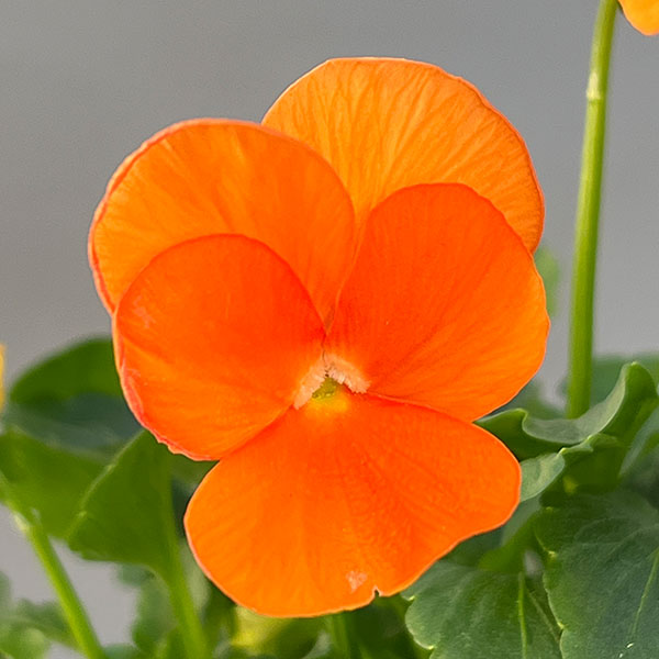 ビオラ:フローラルパワー  トリコロールプレリュード*3.5号ポット